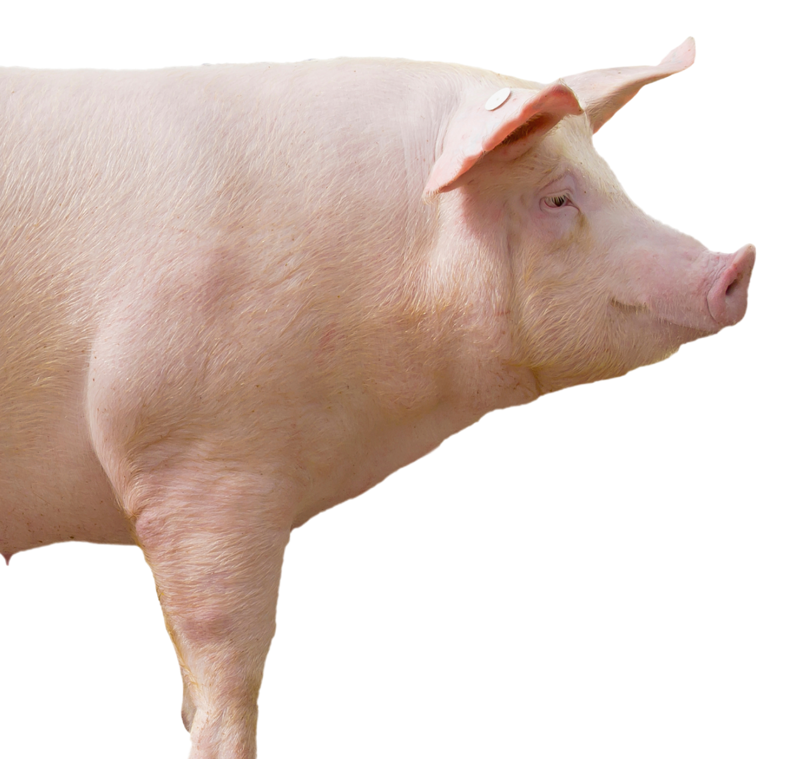 smile-meat-image